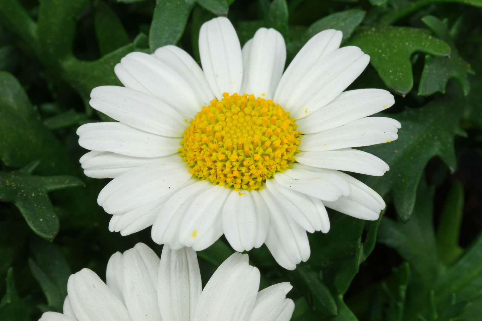 Argyranthemum