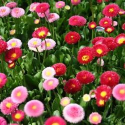 Bellis Perennis